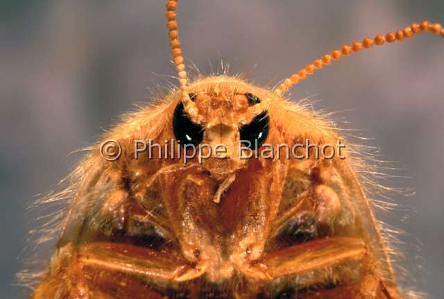 Heterogamodes ursina.JPG - in "Portraits d'insectes" ed. SeuilHeterogamodes ursinaBlatte des sablesSand cockroachDictyopteraPolyphagidaeTunisie